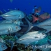 jack_bigeye_jr_h_0705_png0406.jpg